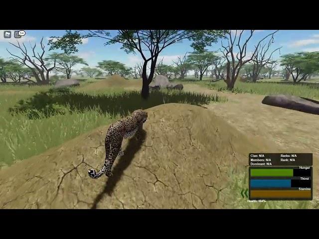 Hunting impala (WILD SAVANNA ROBLOX)