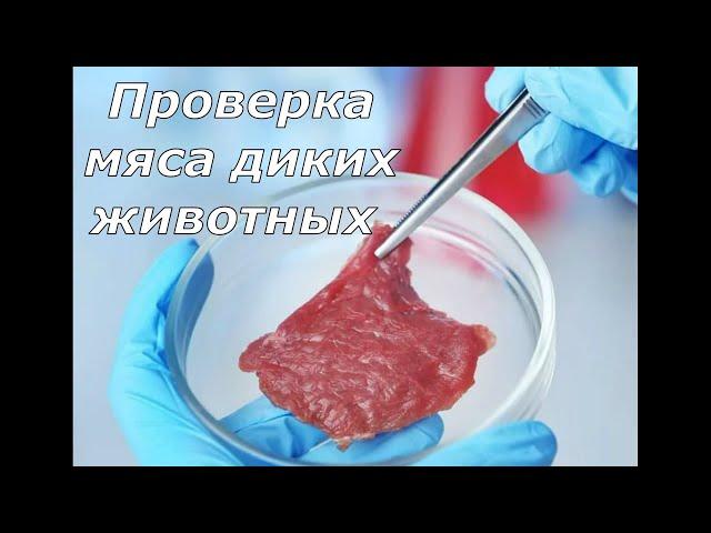 Как проверить мясо дикого животного!