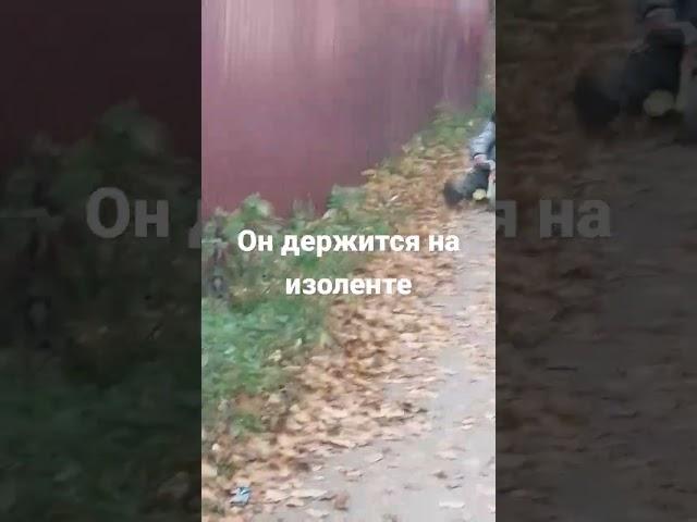 велик на изоленте