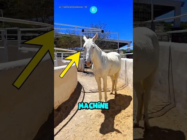 This horse found a clever way to skip training Sc: @adrianamariaalonso / IG