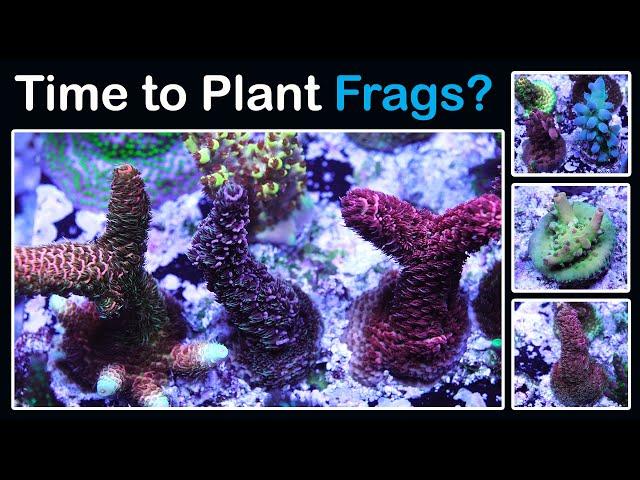Time To Plant Frags? Cyano Woes - 187g Reboot Update