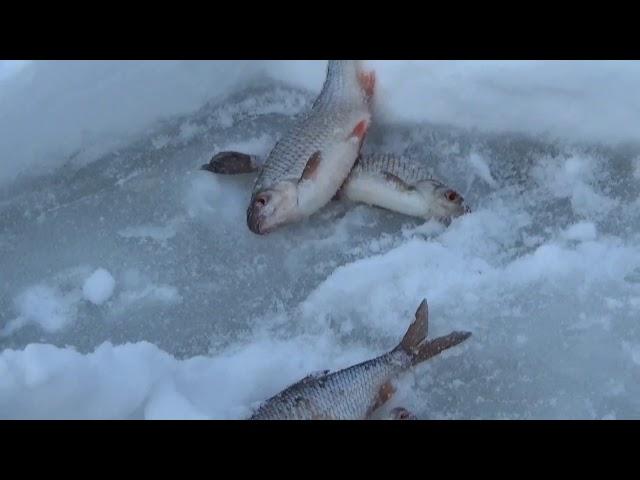 Плотва на халяву. Глухозимье  и на безнасадку.