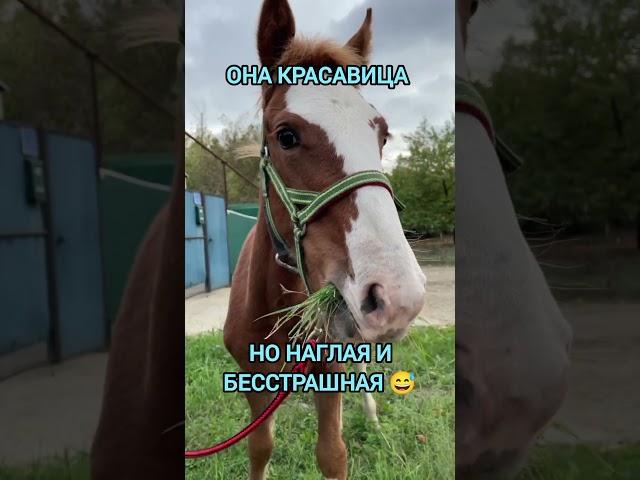 #приколы #horse #лошадь #лошади #конныйспорт #конники #жеребенок #жеребёнок #мотивациядня