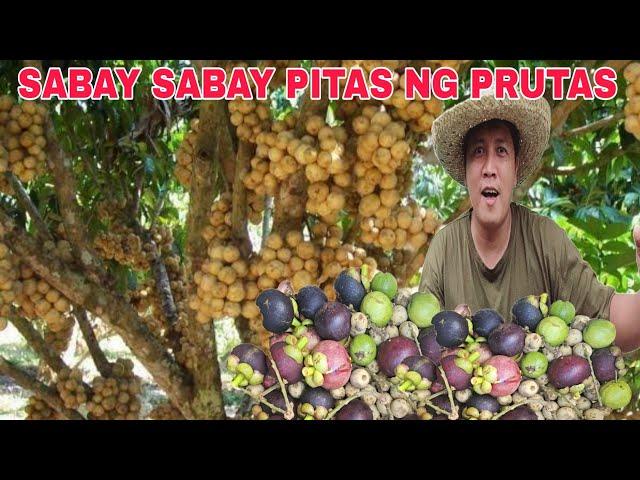 Sabay sabay pitas Lanzones mangosteen at bayabas