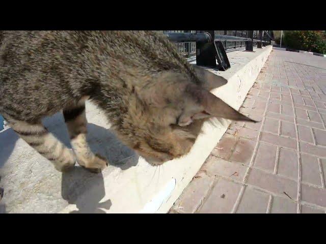 Homeless cats in UAE, Ras Al Khaimah: MICHAEL JACKSON & ED SHEERAN #cats #MichaelJackson #EdSheeran