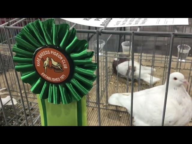 Texan Pioneers on display at Reading’s Pigeon Association Show