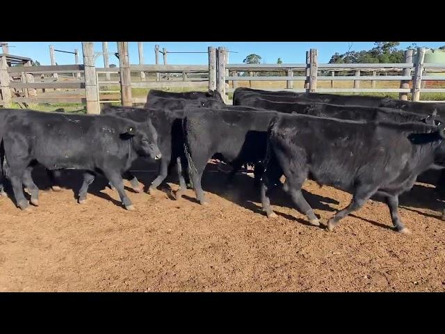 Creagh Cattle co EU Angus steers 320kg. 12/7/24