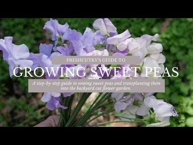 How to Grow Sweet Peas from Seed - Lathyrus Odoratus Cut Flower Garden