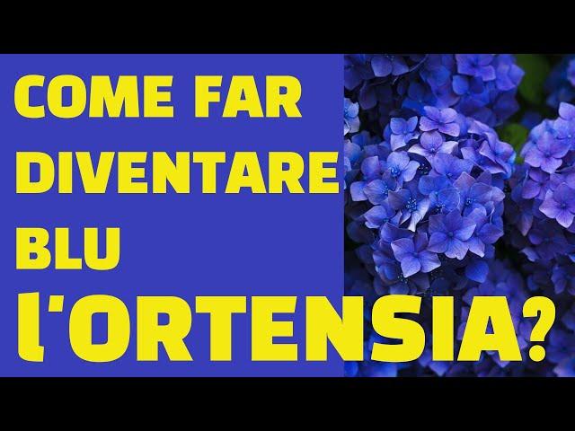 Come far diventare blu l'ortensia?