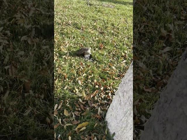 #berkut #hunting #burgutlar #birds #falcon #wildlife #lochin #nature #eagle #animals