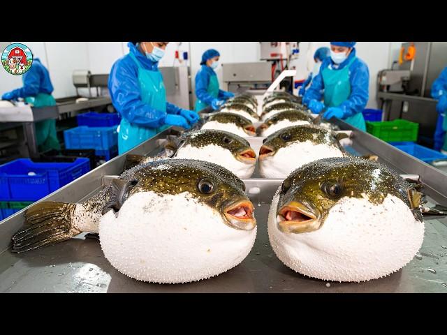 How Millions of Deadly Puffer Fish Are Farmed and Processed into Sashimi | Fugu Factory in Japan