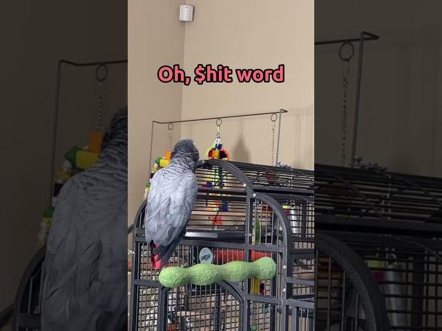 You can’t tell me Gizmo doesn’t know what he is saying!!  #talkingparrot