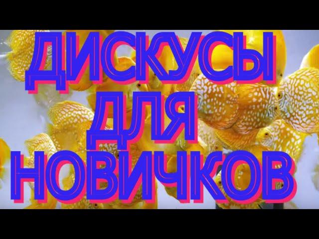 ДИСКУСЫ ДЛЯ НОВИЧКОВ. Основы содержания.