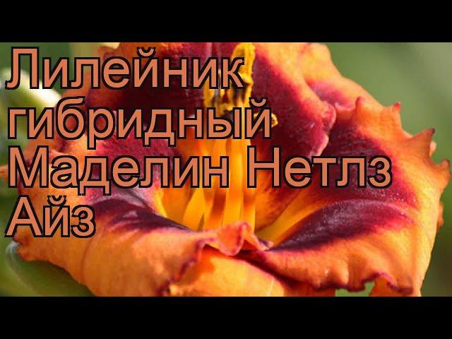 Лилейник гибридный Маделин Нетлз Айз  обзор: как сажать, рассада лилейника Маделин Нетлз Айз