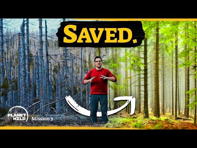 We rebuilt a forest from zero - this is how