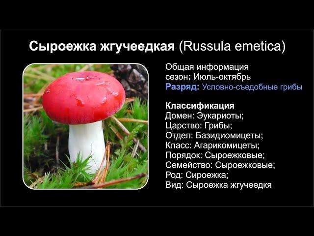 Сыроежка жгучеедкая (Russula emetica)