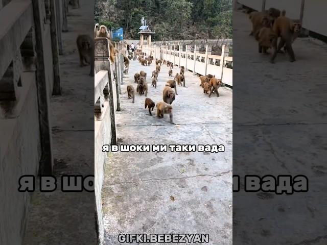 Встан, и ити папеи #bibimonkey #monkeybaby #monkeyking #бибизяна #манки #обезьяна #пон #да #tiktok