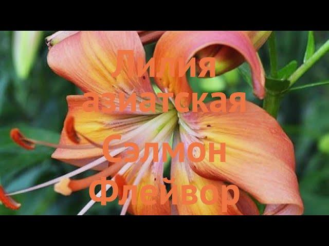 Лилия азиатская Сэлмон Флейвор (lilium asiatic)  обзор: как сажать, луковицы лилии Сэлмон Флейвор