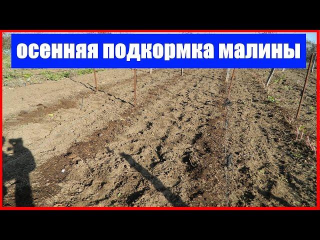 осенняя подкормка малины видео || Чем подкормить малину осенью после сбора урожая и обрезки