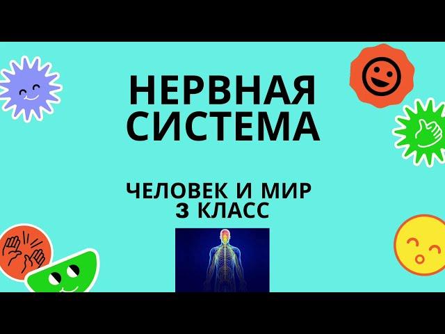 Нервная система. Человек и мир. 3 класс