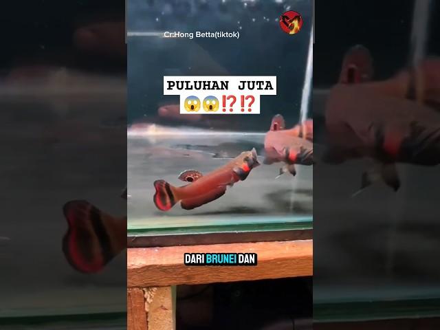 Ikan Cupang liar Termahal ⁉️ ikan cupang Liar #ikancupang #ikancupangmahal #bettafish