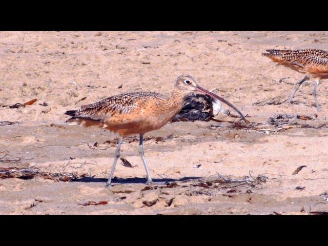 Long-billed Curlew