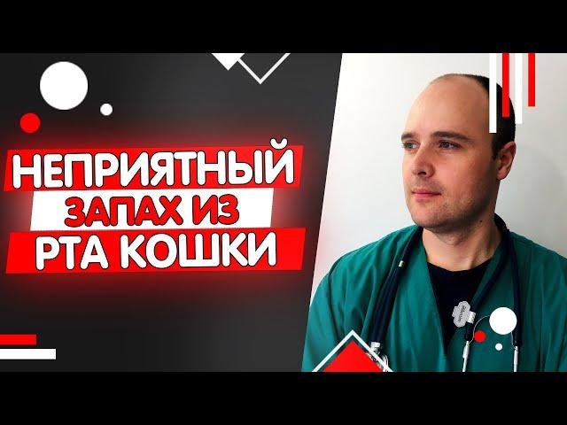 Почему у кота воняет изо рта? Неприятный запах гнили, ацетона, мочи из пасти кошки