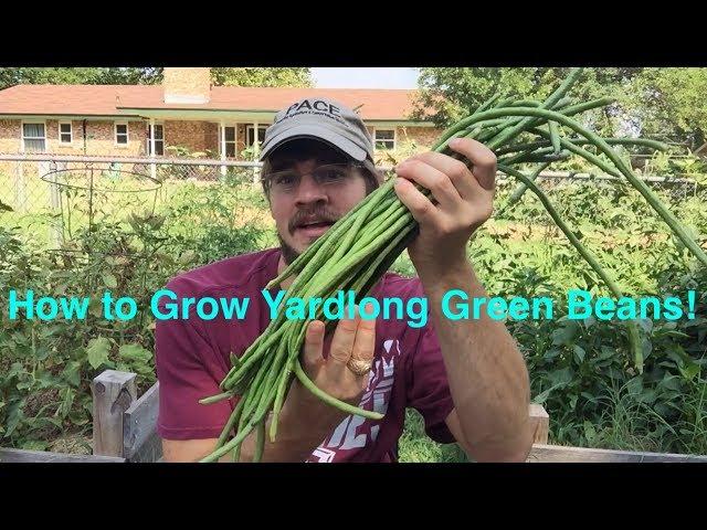 How to Grow Yardlong Beans! Green Beans that Grow Over a Foot Long!