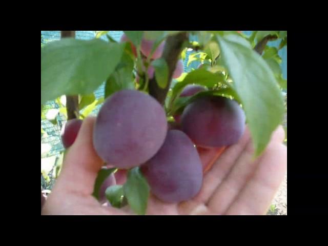 Колоновидная слива Анже .  Мегаурожайная. harvest plum