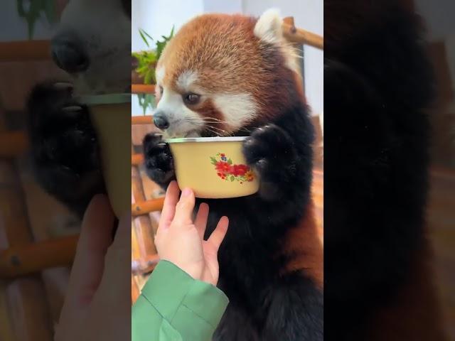 Can you share some of such a big pot of porridge with me?#fy #cute #adorable #redpanda #Iove