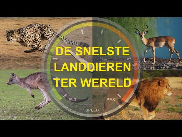 De snelste landdieren ter wereld | The fastest land animals in the world