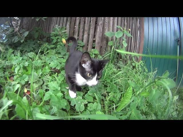 Playful kitten investigates camera (1/2)