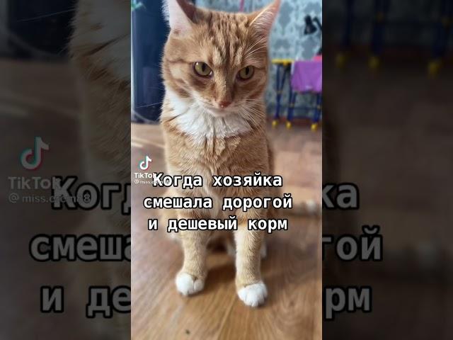 Хозяйка и кот, ТикТок, TikTok, лучшее2021