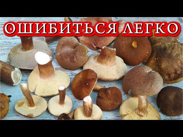 КАК ОТЛИЧИТЬ БЕЛЫЕ ГРИБЫ ОТ КОВАРНЫХ ЖЕЛЧНЫХ