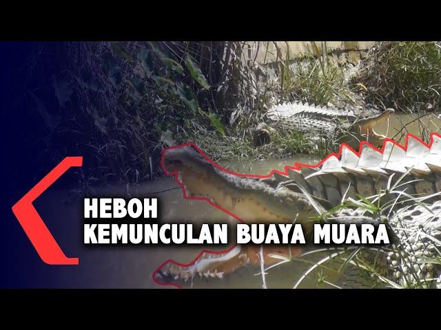 Warga Pangkalpinang Dihebohkan Dengan Kemunculan Buaya Muara