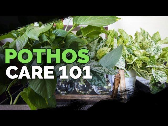 Pothos Care 101: Is This the Easiest Houseplant to Care For?