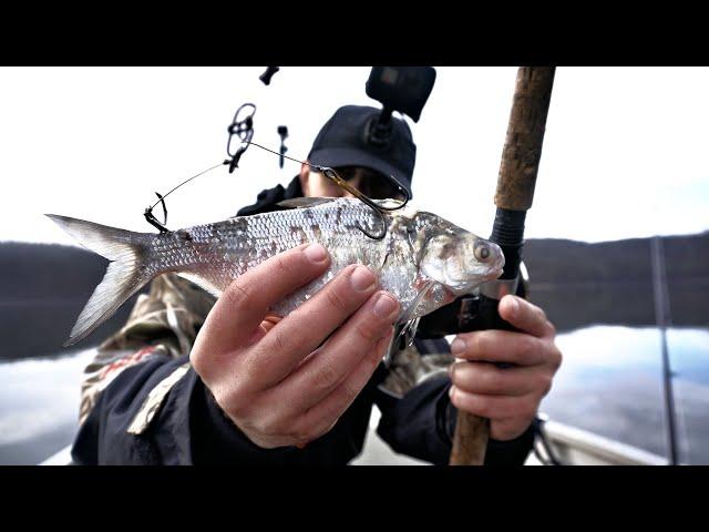 Catching GIANT Winter Muskies in 4K!!!