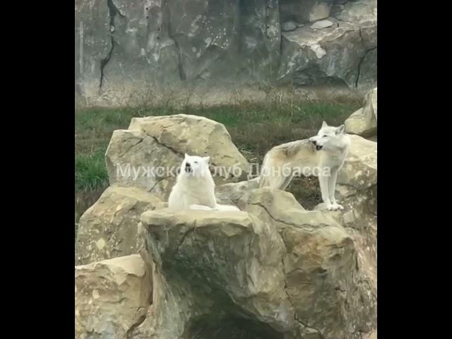 Волки во время тревоги в Харьковском зоопарке. Wolves during the alarm at the Kharkiv Zoo.