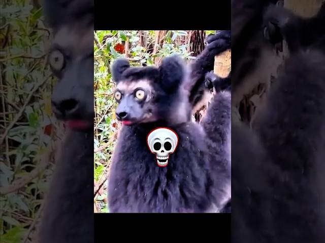 Animal sounds ️ #trollface #troll #animals #sound #edit #shorts #fyp #tranding #viralvideo