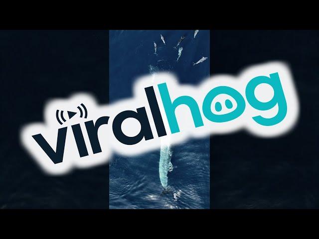 Amazing Aerial View of Whale Feeding || ViralHog