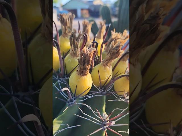 Compass Barrel Cactus Fruit  #cactus #ferocactus #succulents #sonorandesert #shorts #nature #plant