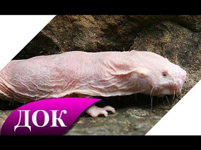 Тайны бессмертия почти раскрыты. Документальный фильм