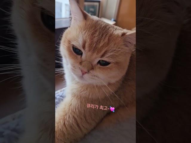 모닝큐리짱 #cat #catlove #반려묘 #브리티쉬숏헤어 #내새꾸 #cute #굿모닝