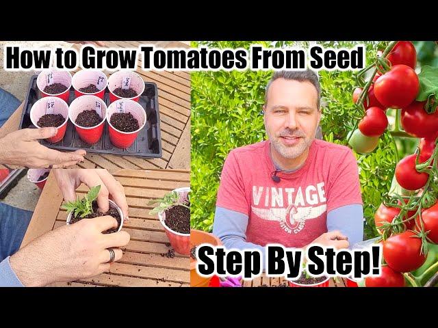 How to Grow Tomatoes at Home From Seeds