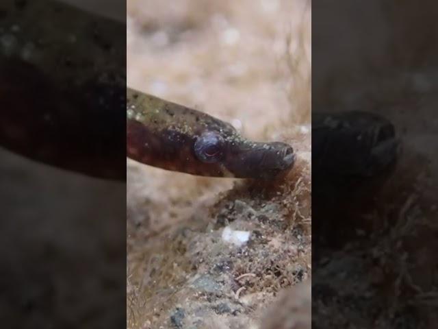 This FISH Looks Just Like A Worm!!  #shorts #fish
