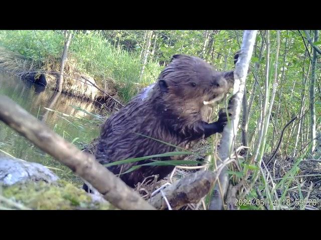 Beaver Logging at Nanaimo - May, 2024