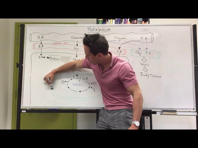 Metabolism Overview