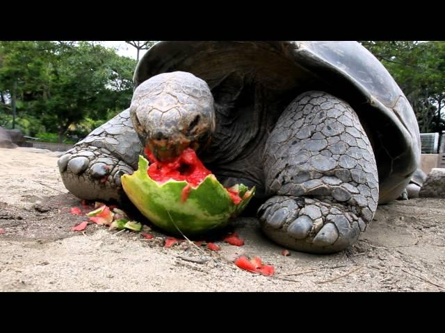 Galapagos Tortoise Can't Get Enough Watermelon