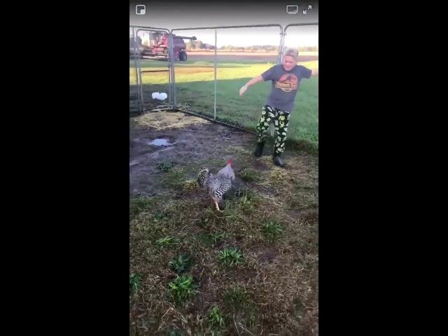 Kid gets attacked by a chicken