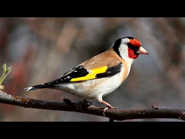 Голоса птиц. Щегол (Carduelis carduelis)